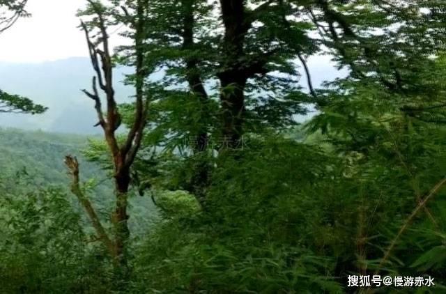机智问答网页-大众帕萨特好吗?的精彩解答